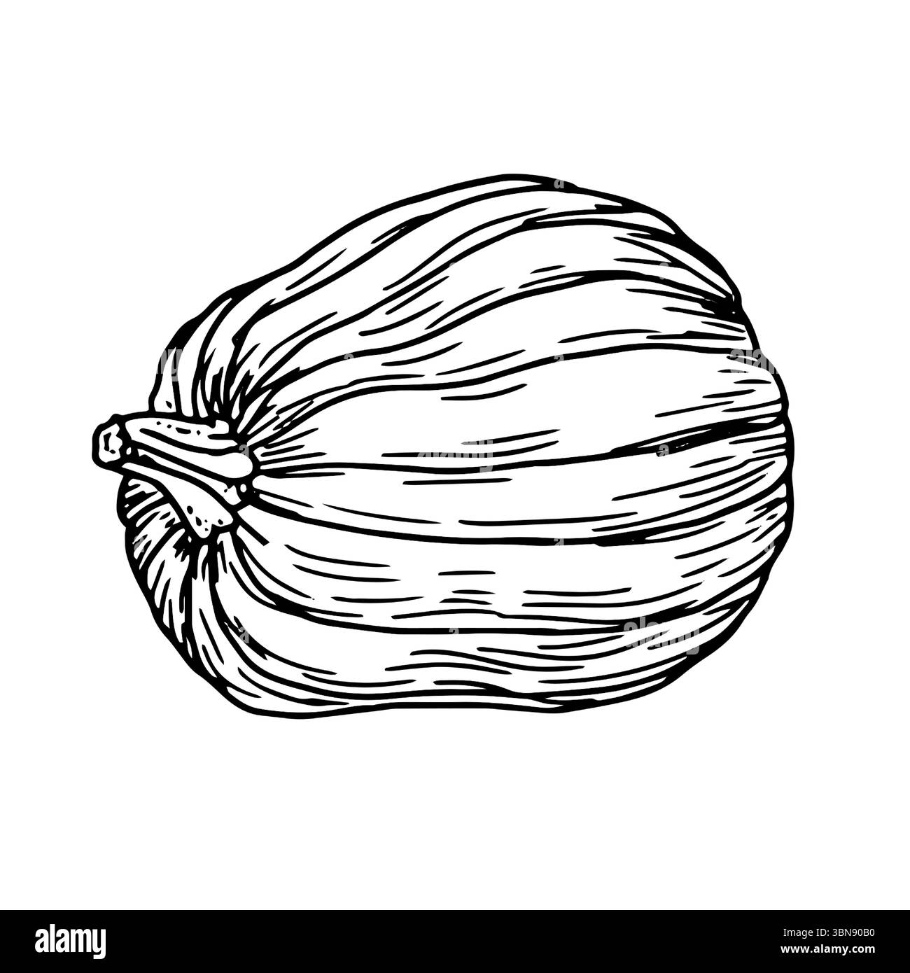 Kürbis ist reif. Eine Schwarzweißskizze. Vektorabbildung. Ein traditionelles dekoratives Element für Halloween, isoliert auf weißem Hintergrund. Pumpki Stock Vektor