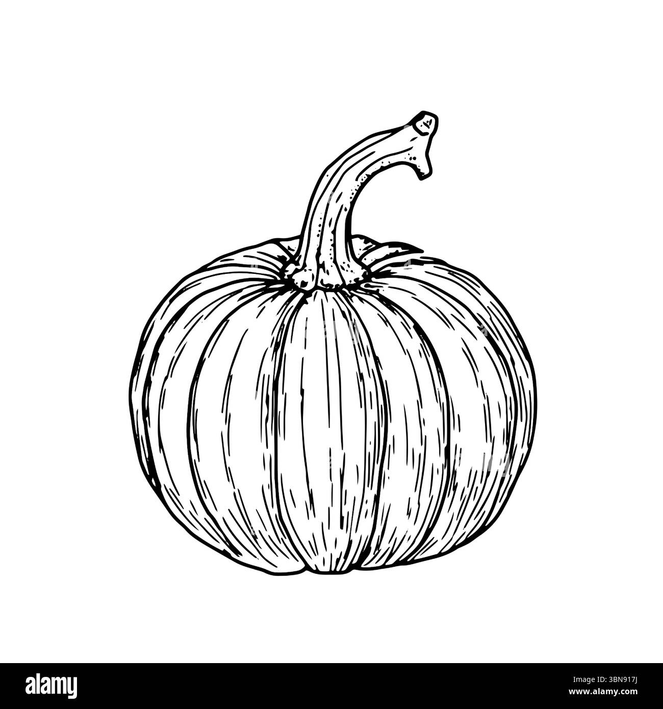 Kürbis ist reif. Eine Schwarzweißskizze. Vektorabbildung. Ein traditionelles dekoratives Element für Halloween, isoliert auf weißem Hintergrund. Pumpki Stock Vektor