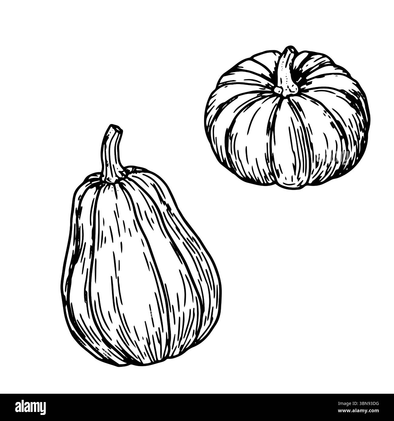 Kürbisse, Set, schwarz-weiß-Skizze. Vektorabbildung. Ein traditionelles dekoratives Element für Halloween, isoliert auf weißem Hintergrund. Kürbisse f Stock Vektor