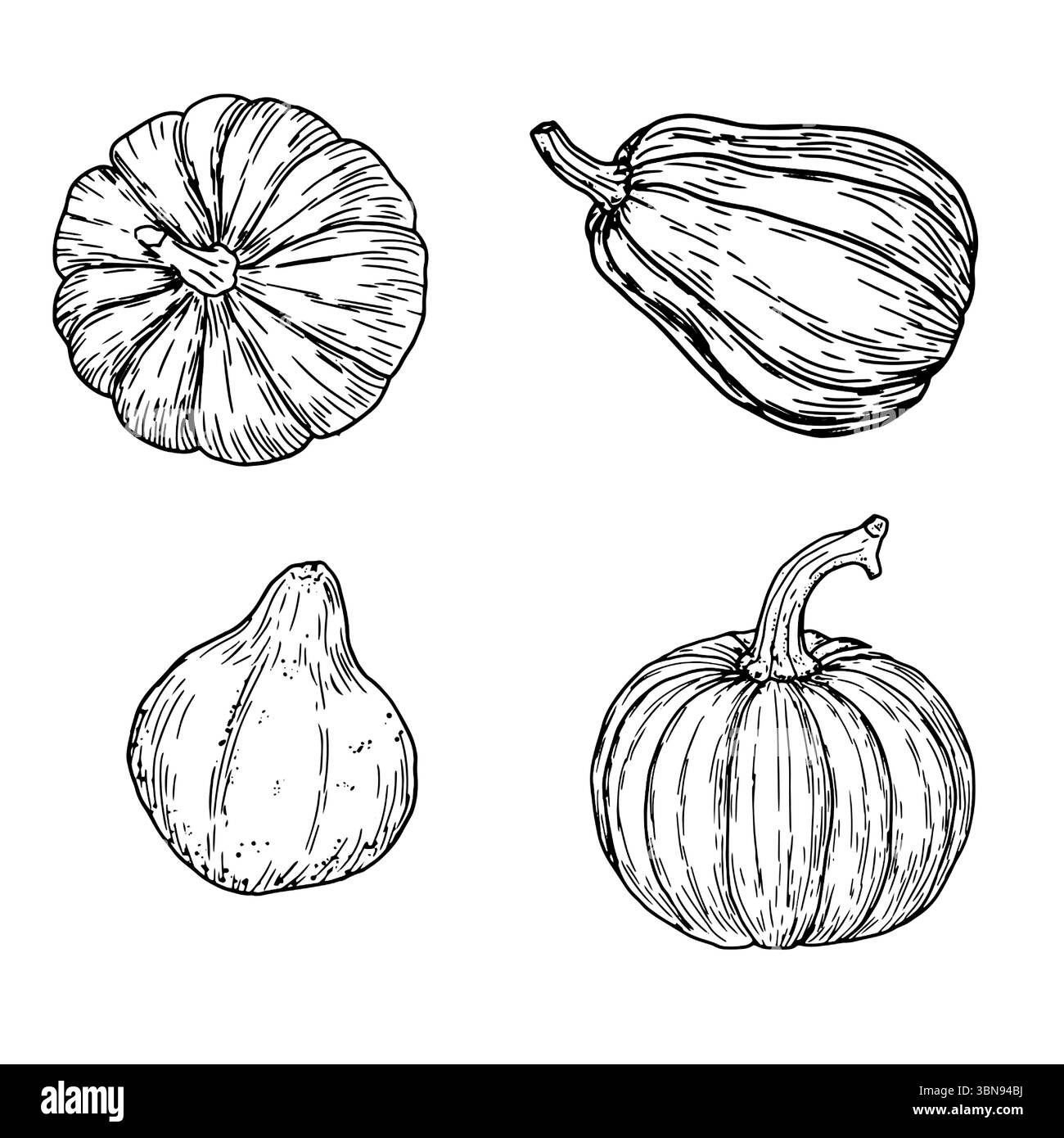 Kürbisse, Set, schwarz-weiß-Skizze. Vektorabbildung. Ein traditionelles dekoratives Element für Halloween, isoliert auf weißem Hintergrund. Kürbisse f Stock Vektor