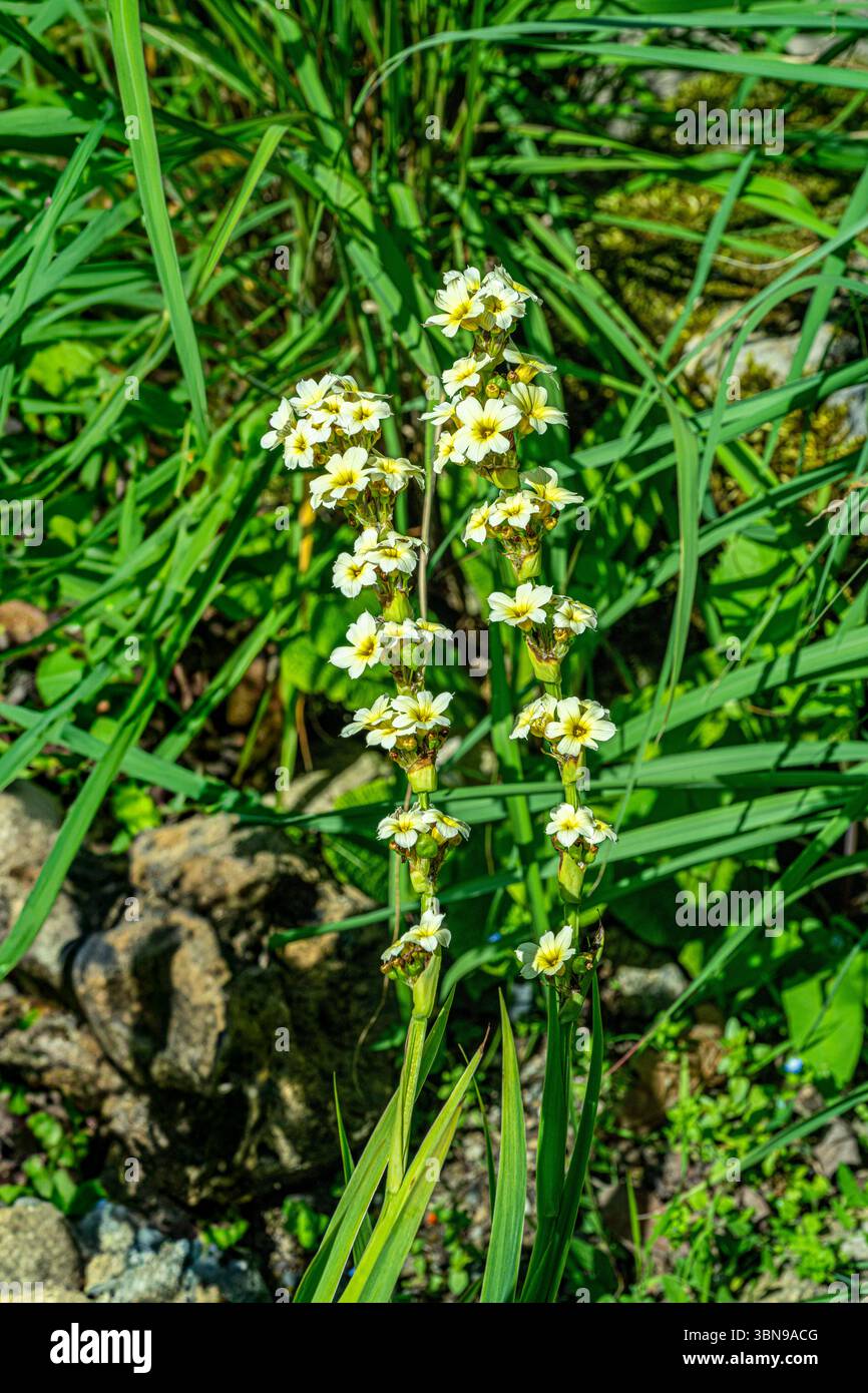 Sisyrinchium striatum, hellgelbe Augengras- oder Satinblume, hellgelbe Blüten Stockfoto