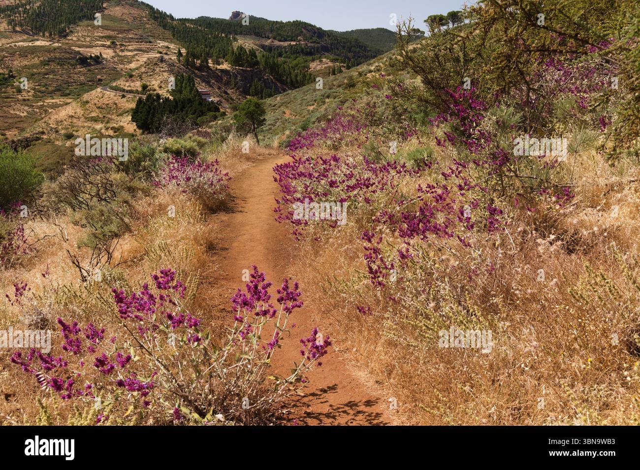 Flora von Gran Canaria - Salvia canariensis, Salbei der Kanarischen Insel, vollständige Pflanzenansicht Stockfoto