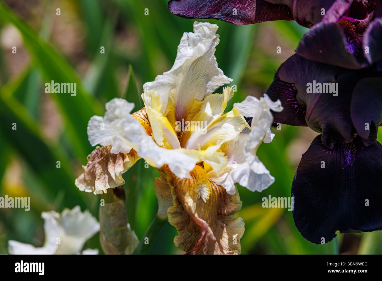 Cremeweiß und gelb bärtige Iris in voller Frühlingsblüte mit Rüschenblättern, neben einer tiefvioletten Iris in einem sonnigen grünen Garten. Stockfoto