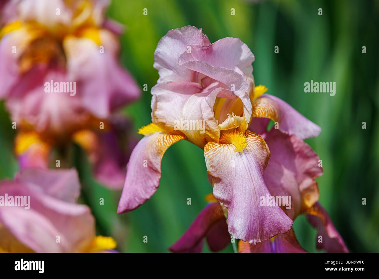Rosafarbene und goldbärtige Iris mit Rüschenblättern und gelben Akzenten in voller Frühlingsblüte, fotografiert im Sonnenlicht vor grünem Gartenhintergrund. Stockfoto