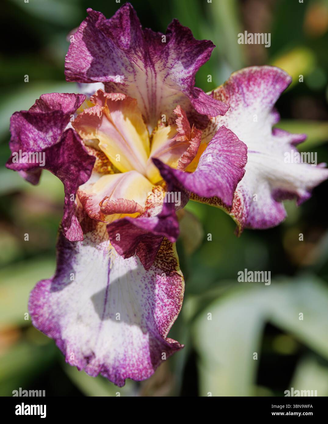 Weiße und burgunderrote Bärtige Iris in voller Frühlingsblüte mit kräftigen Rüschenblättern, fotografiert bei hellem Sonnenlicht vor einem weichen grünen Gartenhintergrund. Stockfoto