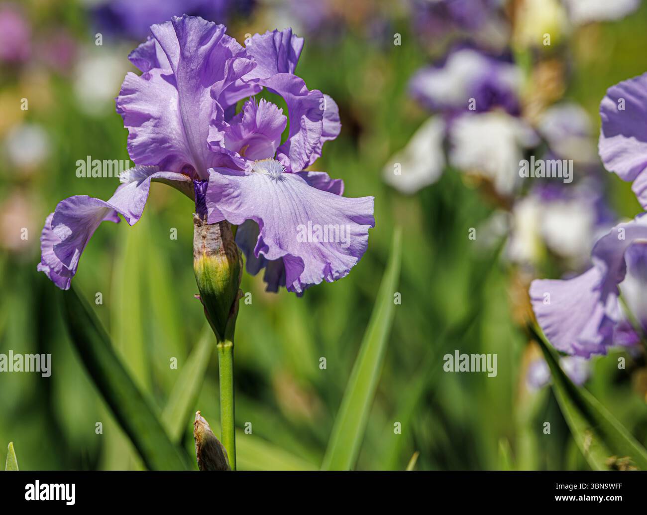 Lavendelbärtige Iris mit Rüschenblättern in voller Frühlingsblüte, hoch stehend in einem sonnendurchfluteten Garten mit grünem Laub und weiteren Iris im Hintergrund. Stockfoto