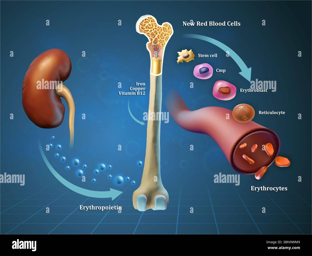Erythropoese, Erythrozytenbildung im Knochenmark. Digitale Illustration, 3D-Rendering. Stockfoto
