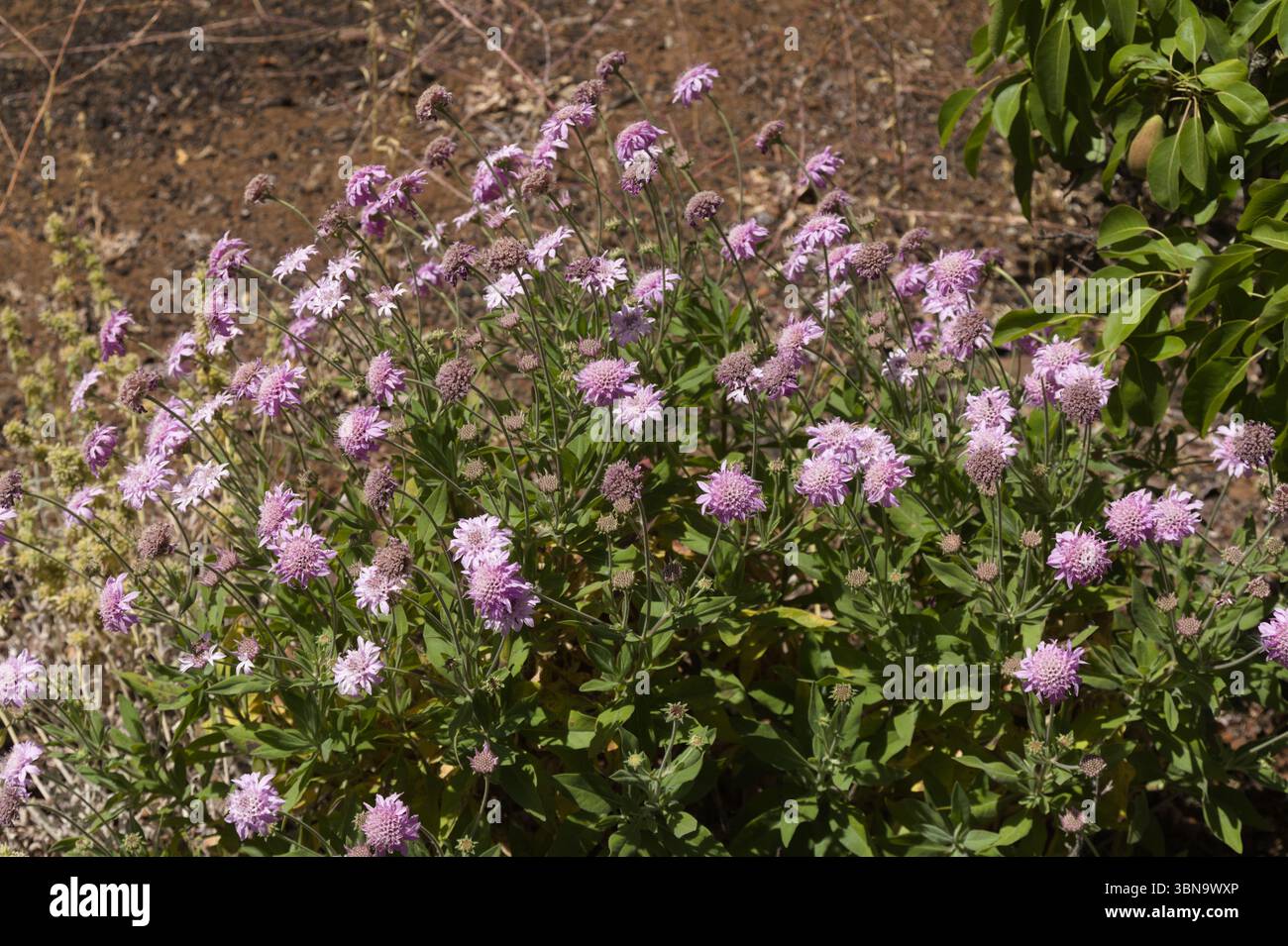 Flora von Gran Canaria - Pterocephalus dumetorus, Bergregion endemisch auf den zentralen Kanarischen Inseln Stockfoto