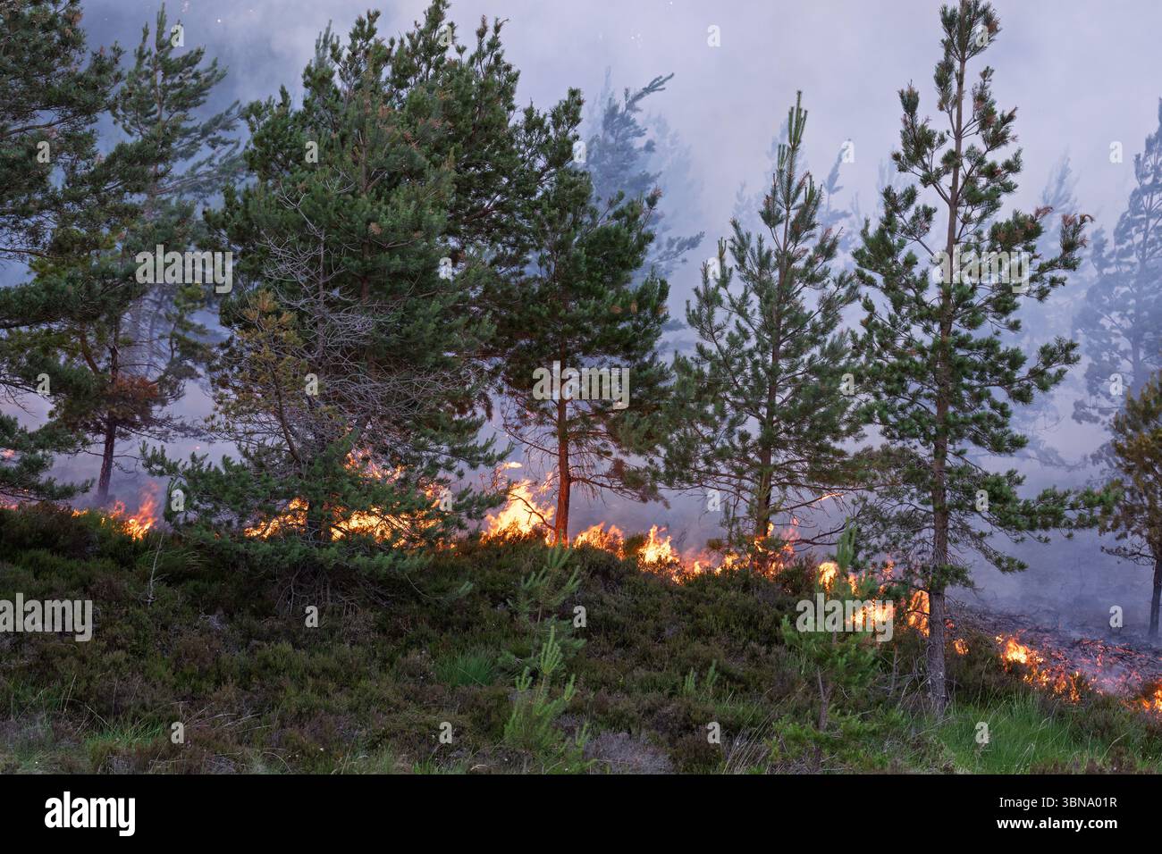 28. Juni 2025. Carrbridge und Grantown in Spey, Schottland. Dies ist ein sehr großes, vom Wind angetriebenes Waldfeuer auf den Hügeln zwischen Carrbridge und Grantown und S Stockfoto