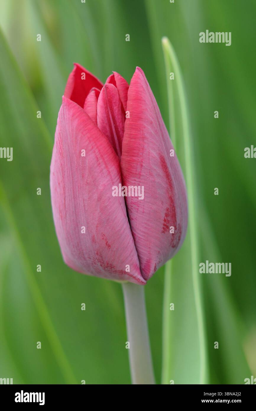Tulipa Ronaldo. Einzelne Tulpe Ronaldo, eine Triumph-Gruppentulpe, die im April charakteristische dunkelrote Blüten zeigt. UK Stockfoto
