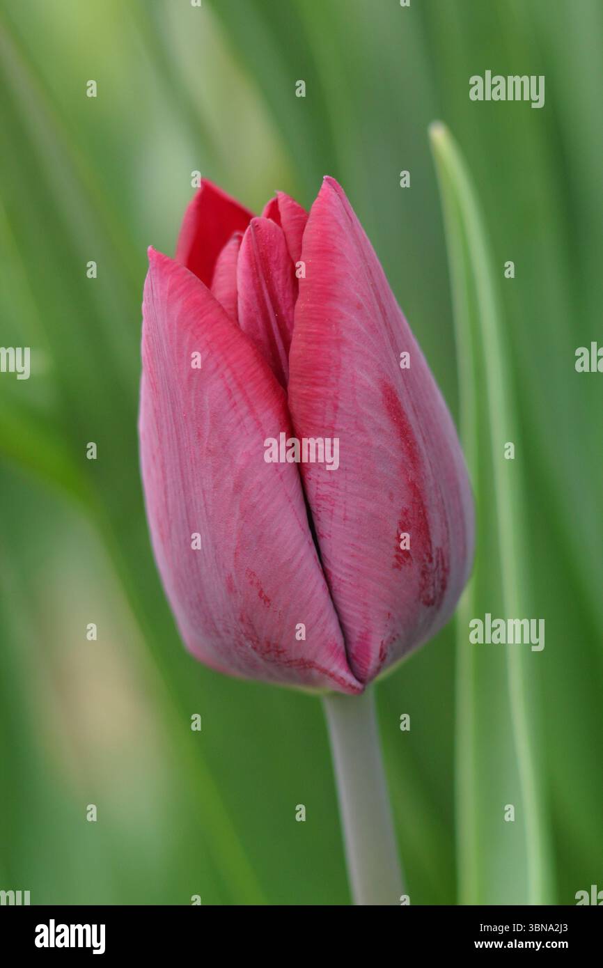 Tulipa Ronaldo. Einzelne Tulpe Ronaldo, eine Triumph-Gruppentulpe, die im April charakteristische dunkelrote Blüten zeigt. UK Stockfoto
