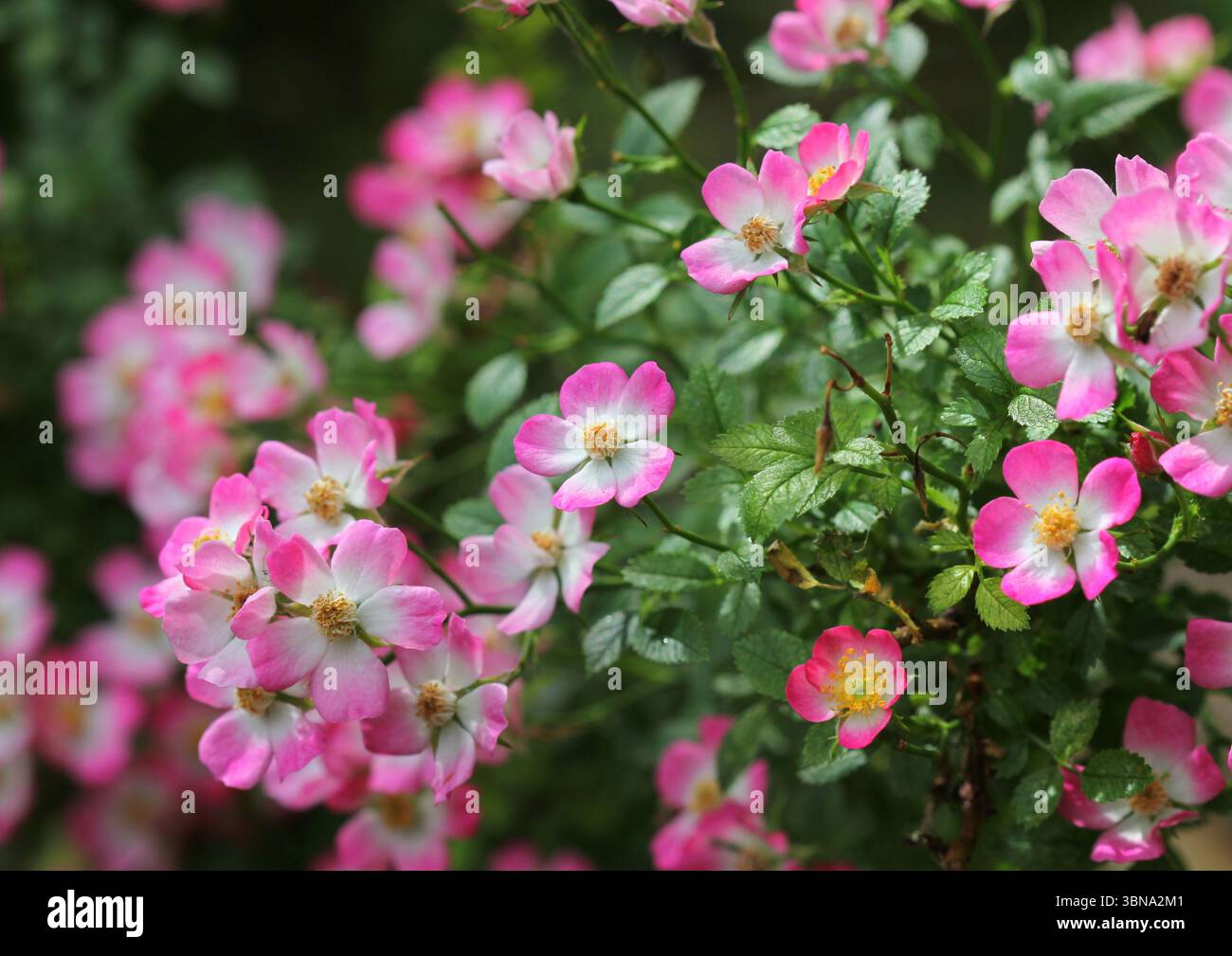 Eine Nahaufnahme von Rose Rosa „Cutie Pie“ Stockfoto