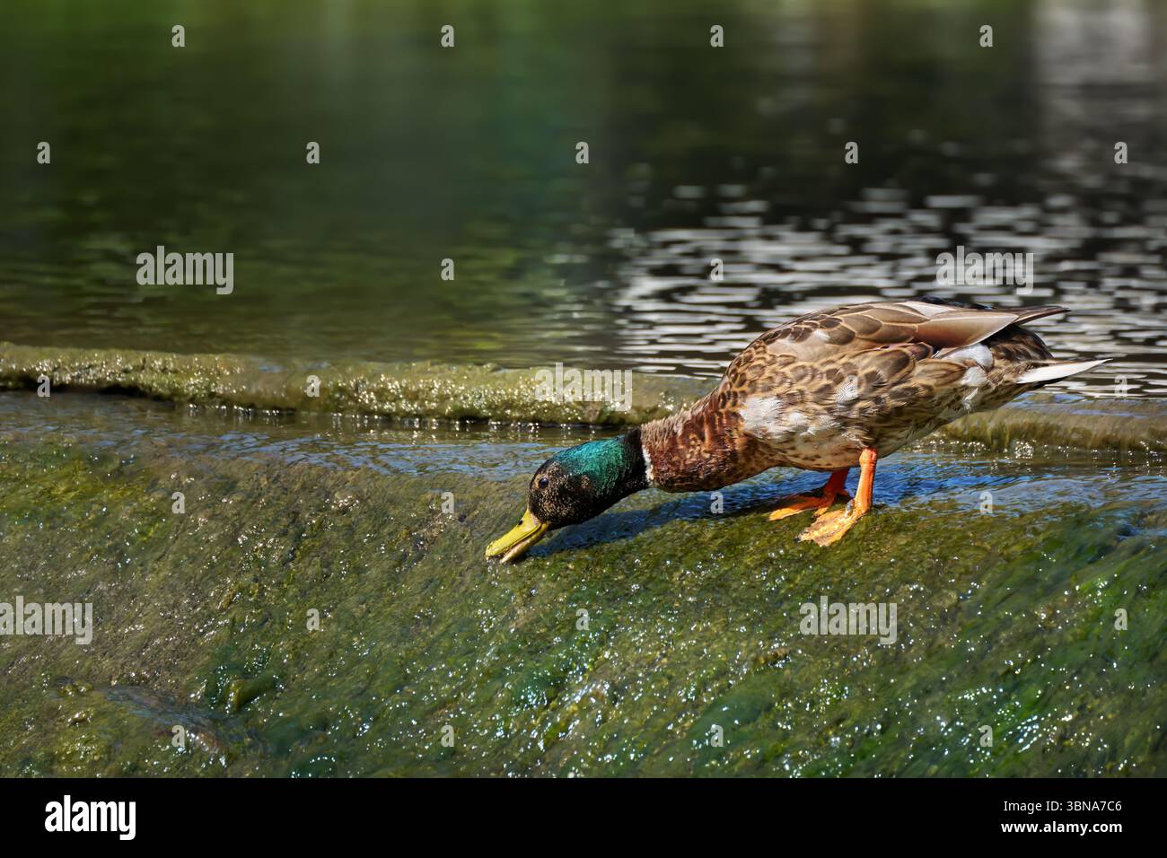 Drake of Mallard Duck (Anas platyrhynchos) isst Algen bei einem Wehrüberlauf, müht Stockfoto