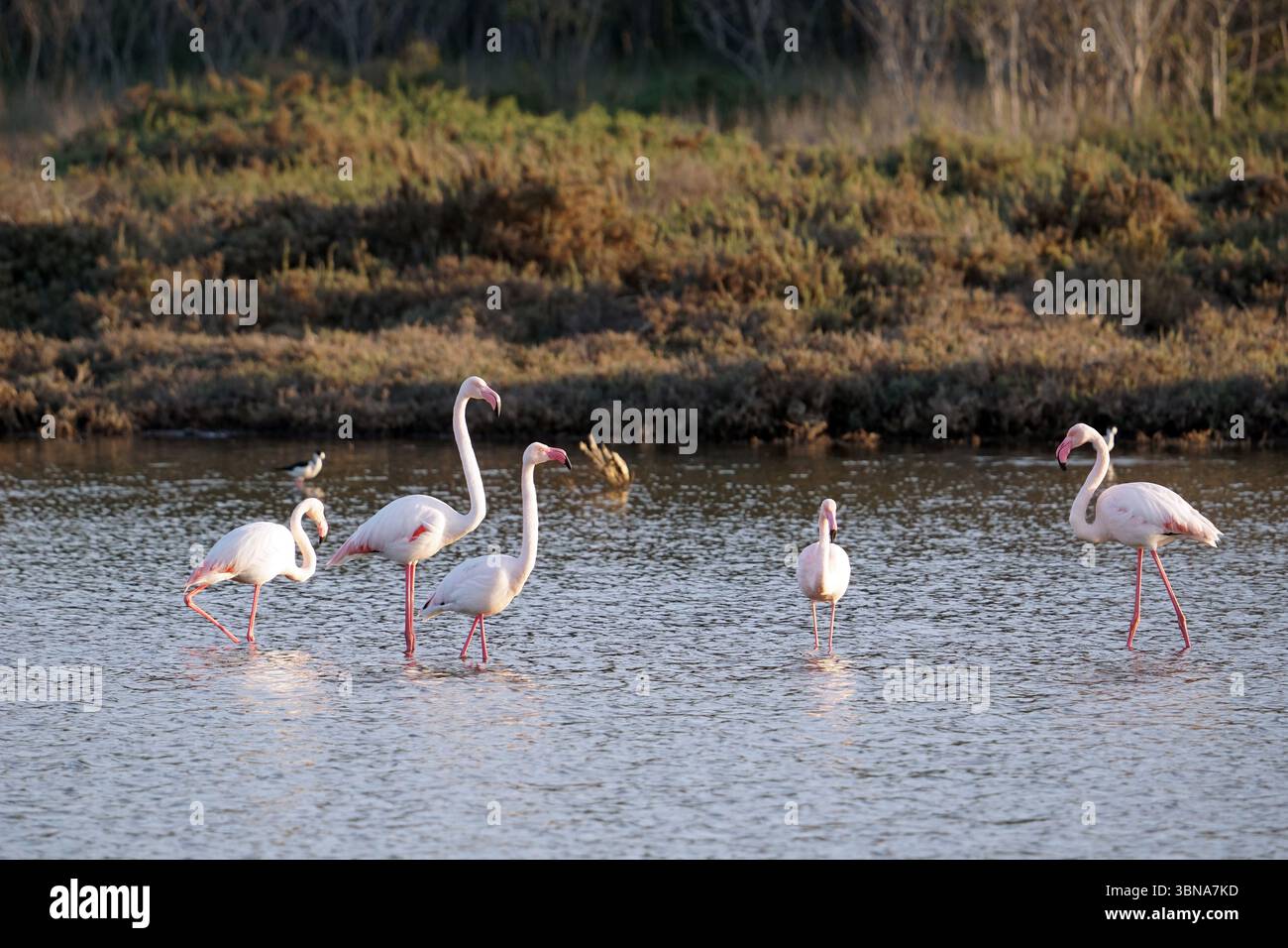 Zypern, Larnaca Salt Lake, in einem ruhigen Sumpfgebiet werden mindestens fünf rosa Flamingos in einem Moment der Ruhe gefangen. Die Flamingos mit ihrem leuchtend rosafarbenen Gefieder stehen im flachen Wasser, und ihre langen, anmutigen Hälse und Beine bilden eine markante Silhouette, die sich den gedämpften Braun- und Grüntönen des Sumpfes widerspiegelt. Das Wasser ist relativ ruhig, mit sanften Wellen, die zur friedlichen Atmosphäre beitragen. Eine Reihe von Bäumen und Sträuchern bildet eine natürliche Kulisse für die Szene. Ein kleiner Vogel, möglicherweise ein Reiher oder Reiher, ist auch im Hintergrund in der Nähe des Sumpfes zu sehen. Das Auge eines Künstlers und Stockfoto