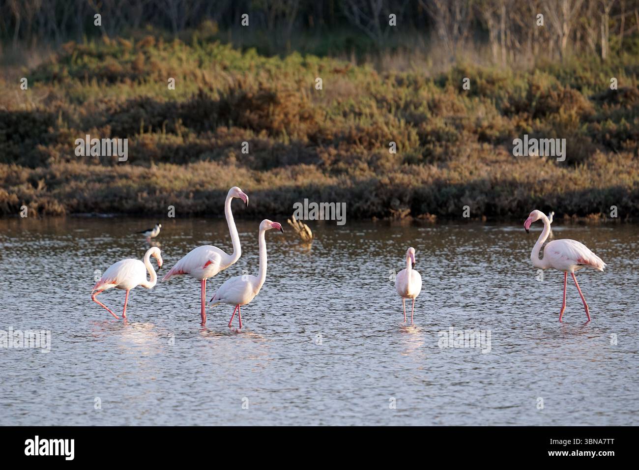 Zypern, Larnaca Salt Lake, in einem ruhigen Sumpfgebiet werden mindestens fünf rosa Flamingos in einem Moment der Ruhe gefangen. Die Flamingos mit ihrem leuchtend rosafarbenen Gefieder stehen im flachen Wasser, und ihre langen, anmutigen Hälse und Beine bilden eine markante Silhouette, die sich den gedämpften Braun- und Grüntönen des Sumpfes widerspiegelt. Das Wasser ist relativ ruhig, mit sanften Wellen, die zur friedlichen Atmosphäre beitragen. Im Hintergrund bildet eine Reihe von Bäumen und Sträuchern eine natürliche Kulisse für die Szene. Ein kleiner Vogel, möglicherweise ein Reiher oder Reiher, ist auch im Hintergrund in der Nähe des sichtbar Stockfoto