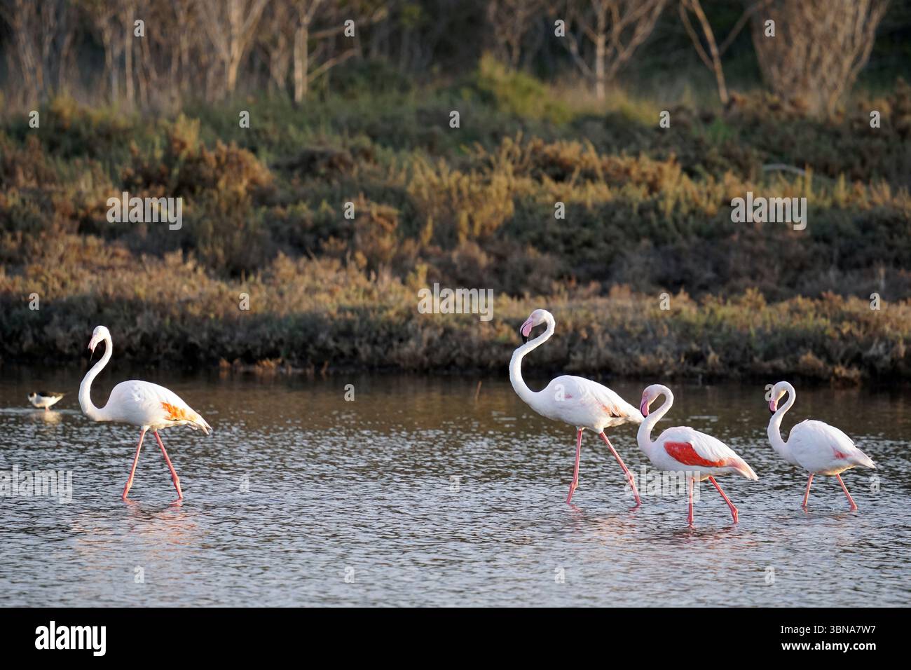 Zypern, Salzsee Larnaka, das Bild zeigt vier Flamingos mit weißen Körpern und orange/roten Markierungen auf ihren Flügeln und Beinen, die in einem flachen Gewässer waten. Die Flamingos sind in einer losen Linie angeordnet, wobei ein Flamingo leicht vor den anderen liegt. Das Wasser ist relativ ruhig, mit sanften Kräuseln. Im Hintergrund bildet eine Reihe von Bäumen und Sträuchern eine natürliche Kulisse für die Szene. Ein kleiner Vogel, möglicherweise eine Ente oder ein Reiher, ist auch im Wasser in der Nähe der Flamingos zu sehen. Das Auge und die Phantasie eines Künstlers Stockfoto