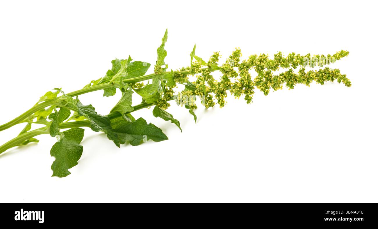 Guter König Henry isoliert auf weiß Stockfoto