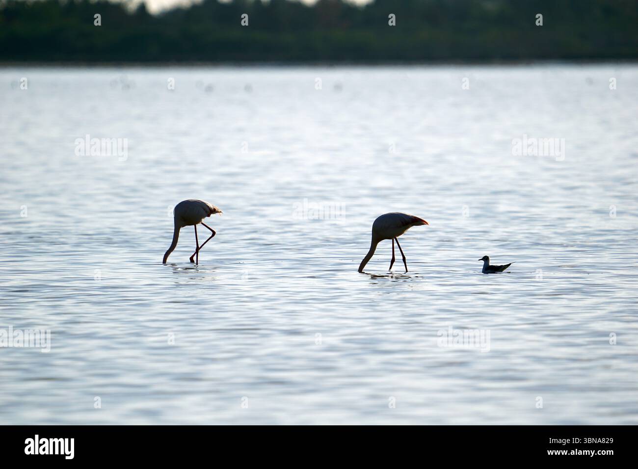 Zypern, Larnaca Salzsee, das Bild zeigt zwei Flamingos und einen kleinen schwarzen Vogel, möglicherweise einen Reiher, in einem ruhigen Gewässer. Die Flamingos befinden sich auf einer Seite des Rahmens, wobei ein Flamingo nach rechts und der andere nach links zeigt. Der Vogel auf der rechten Seite zeigt nach links. Das Wasser ist relativ ruhig, mit sanften Kräuseln. Der Hintergrund besteht aus einer Reihe von Bäumen, die eine natürliche Kulisse für die Szene darstellen. Das Auge und die Phantasie eines Künstlers Stockfoto