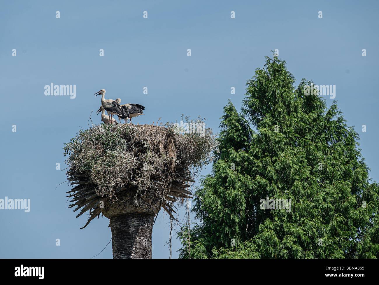 Störche nisten auf einem Turm in Ponte de Lima, Portugal Stockfoto
