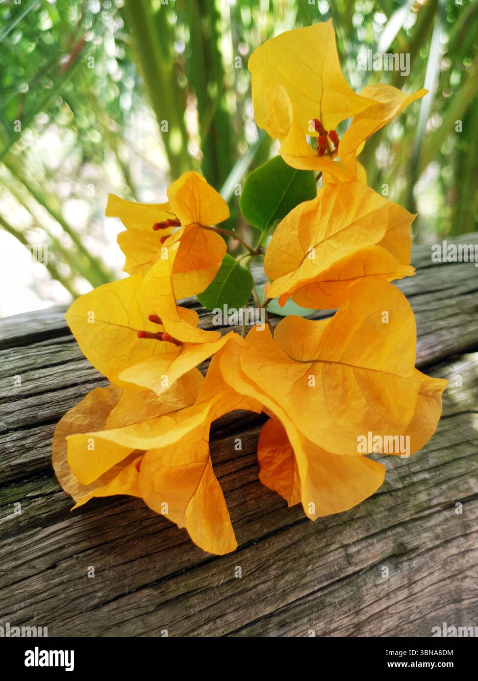 OrangeBougainvillea Blumen mit Blumen im Garten Stockfoto