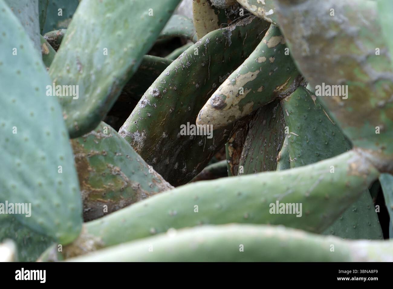 Zypern, Larnaca Salzsee, Eine Nahaufnahme einer Ansammlung von Feigenkakteen. Die Kakteen sind überwiegend grün, einige zeigen Anzeichen von Alterung und Verfärbung, einschließlich gelbe und braune Flecken. Die Kakteen aus Feigenkaktus sind dicht zusammengepackt, wodurch ein dichtes und strukturiertes Aussehen entsteht. Der Hintergrund ist verschwommen und zieht den Fokus auf die Kakteen im Vordergrund. Das Bild enthält keinen erkennbaren Text. Das Auge und die Phantasie eines Künstlers Stockfoto