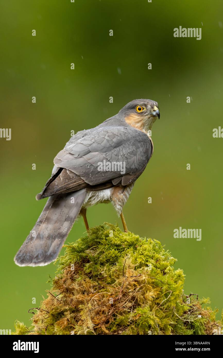 Männlicher Sparrowhawk, Accipiter nisus, der während eines Regenschauers auf einem moosigen Stumpf hockte. Vertikal. Dumfries and Galloway, Schottland, Frühjahr 2025 Stockfoto