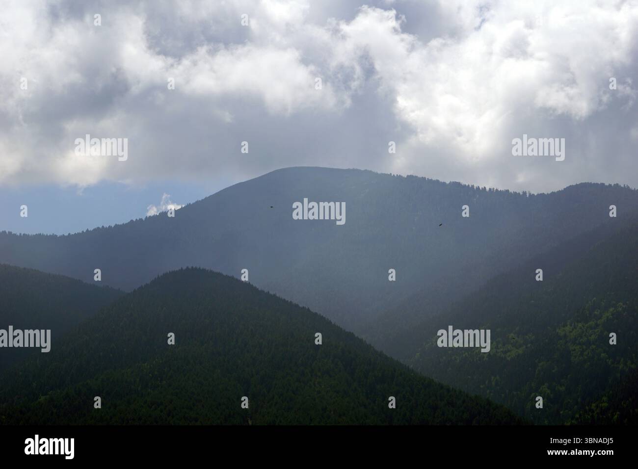 Eine majestätische Bergkette mit einer Mischung aus dunkelgrünen und braunen Tönen. Die Berge sind mit einer dichten Baumschicht bedeckt, die eine üppige grüne Landschaft schafft. Der Himmel ist voller Wolken, die ein weiches Licht über die Szene werfen. Zwei Vögel sind am Himmel zu sehen, einer am Gipfel des Berges und der andere am Boden. Die Berge scheinen in einem Tal oder einer Schlucht zu liegen, wobei die Gipfel hoch über der umliegenden Landschaft ragen. Bansko ist eine malerische Stadt im Südwesten Bulgariens, eingebettet am Fuße des Pirin-Gebirges. Stockfoto