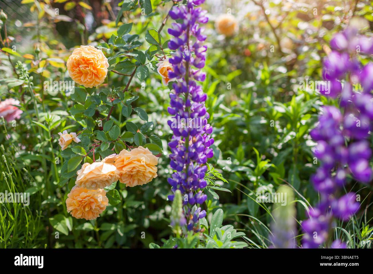 Lupine blüht im Frühlingsgarten. Violette Lupine wächst mit orange englischer Rose auf Blumenbeet. Sommerlandschaft. Gartenarbeit Stockfoto