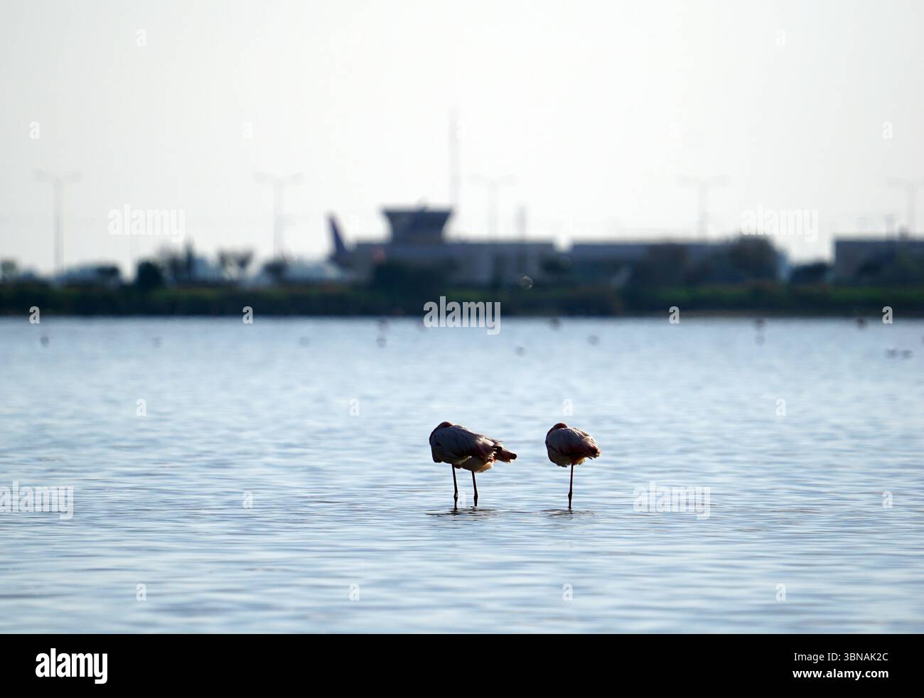 Zypern, Larnaca Salzsee, das Bild zeigt zwei dunkelbraune Vögel, möglicherweise Flamingos, die im flachen Wasser stehen. Die Vögel sehen von der Kamera weg, mit ihren Köpfen im Wasser. Das Wasser ist relativ ruhig, mit sanften Kräuseln. Im Hintergrund sind ein verschwommenes Terminal und einige weit entfernte Vögel zu sehen. Der Himmel ist hell, blassblau. Das Auge und die Phantasie eines Künstlers Stockfoto
