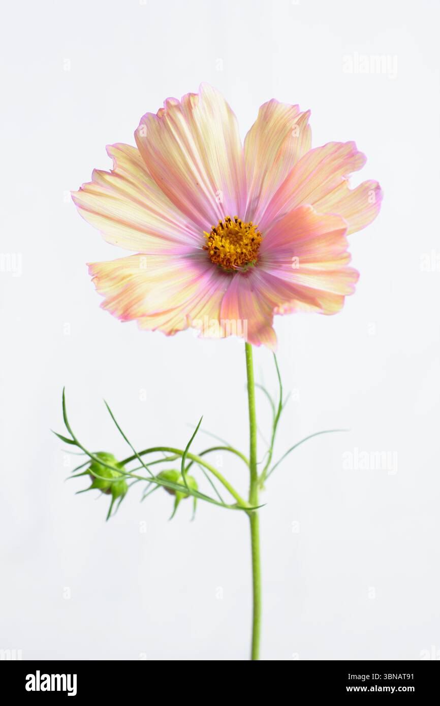 COSMOS bipinnatus Apricotta Blüte isoliert für Ausschnitt auf weißem Hintergrund. UK Stockfoto