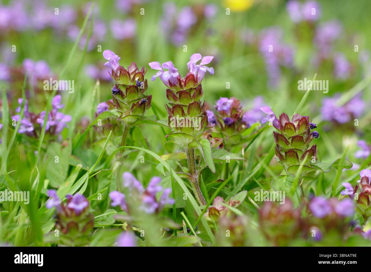 Prunella vulgaris. Selbstheilung blüht auf einem Gartenrasen im Juni.UK Stockfoto