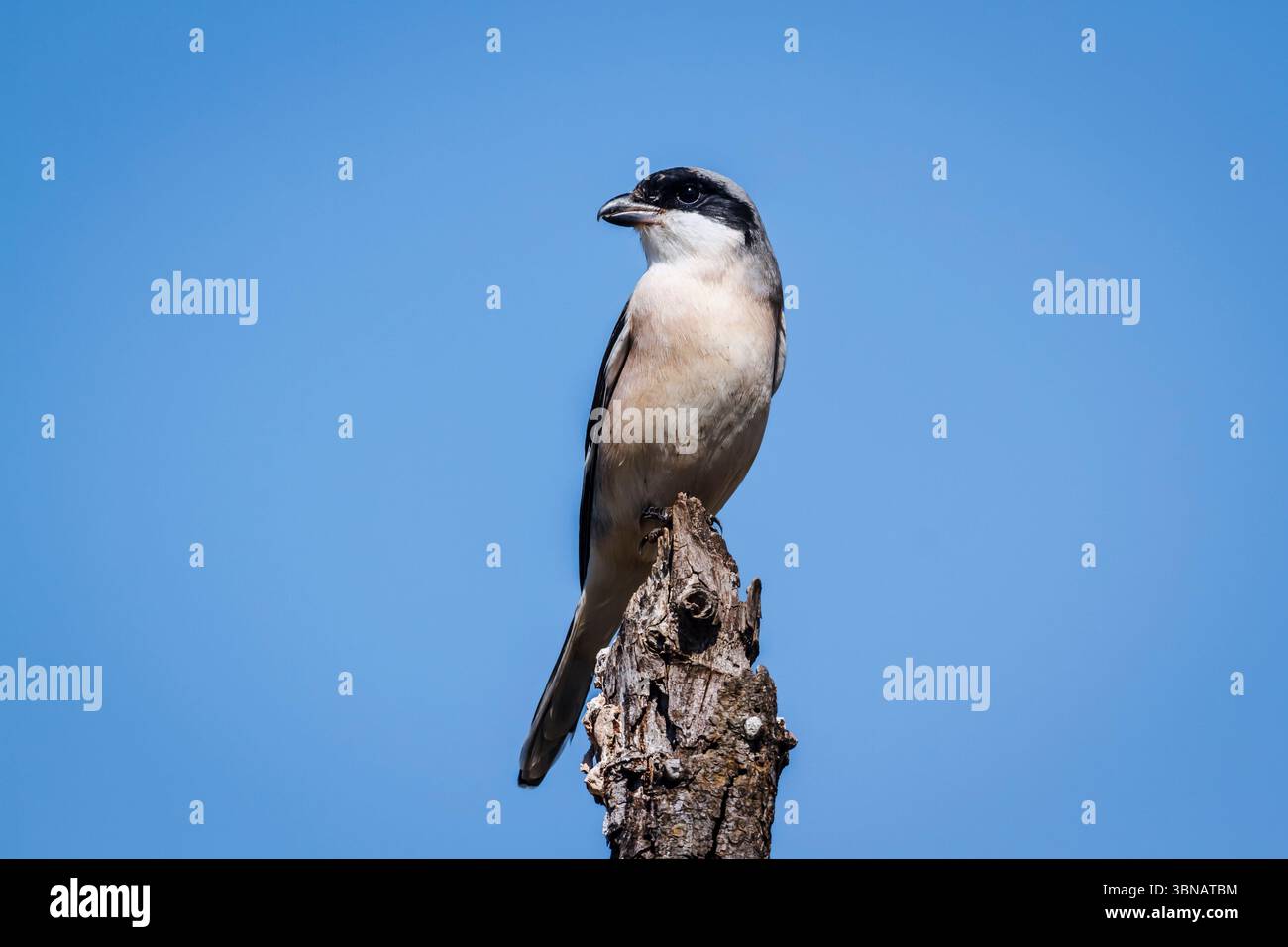 Kleiner Graukrabbe auf einem Baumstamm, isoliert in blauem Himmel im Greater Kruger National Park, Südafrika; Specie Lanius Minor Familie der Laniidae Stockfoto
