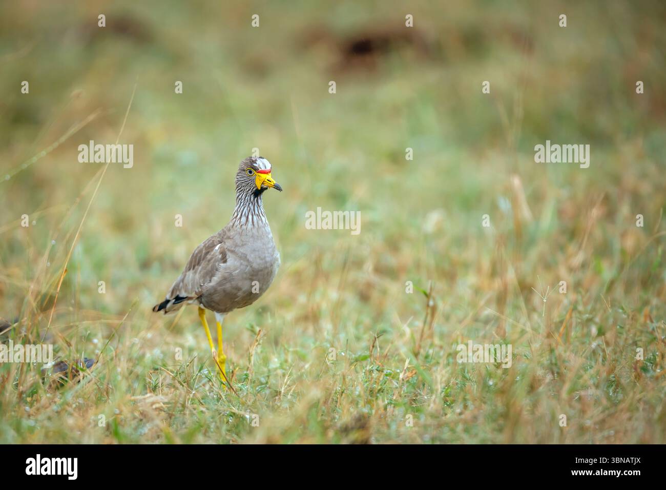 Afrikanischer Wattler-Lapwing-Spaziergang in der grünen Savanne im Greater Kruger National Park, Südafrika; Specie Vanellus senegallus Familie der Charadriidae Stockfoto