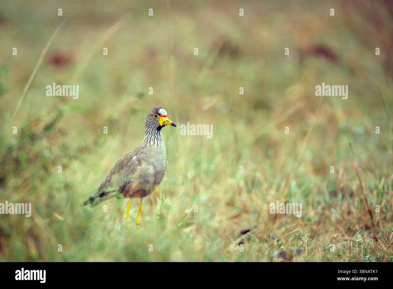 Afrikanischer Wattler-Lapwing-Spaziergang in der grünen Savanne im Greater Kruger National Park, Südafrika; Specie Vanellus senegallus Familie der Charadriidae Stockfoto