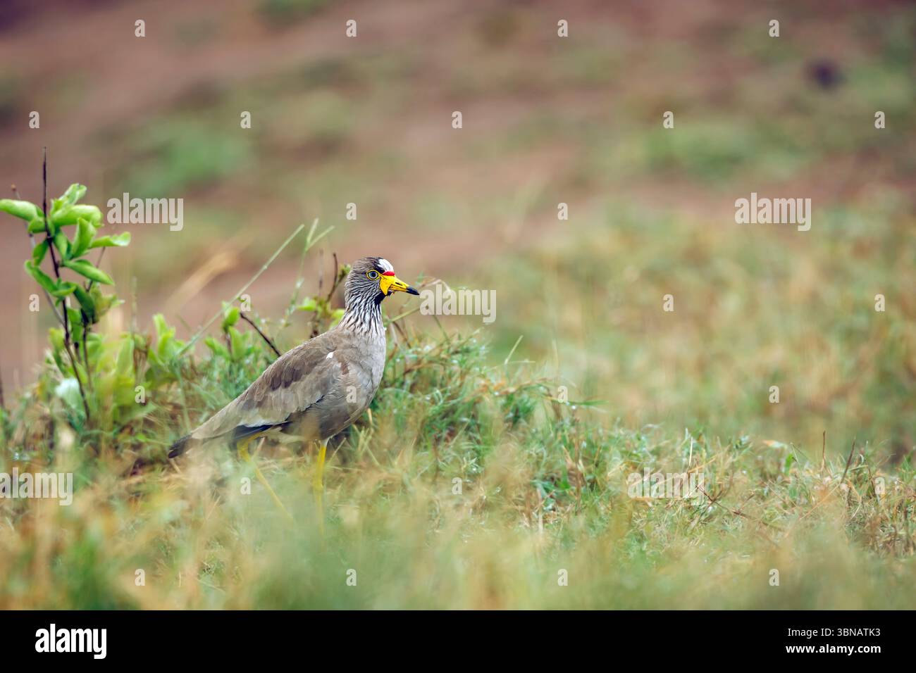 Afrikanischer Wattler-Lapwing-Spaziergang in der grünen Savanne im Greater Kruger National Park, Südafrika; Specie Vanellus senegallus Familie der Charadriidae Stockfoto
