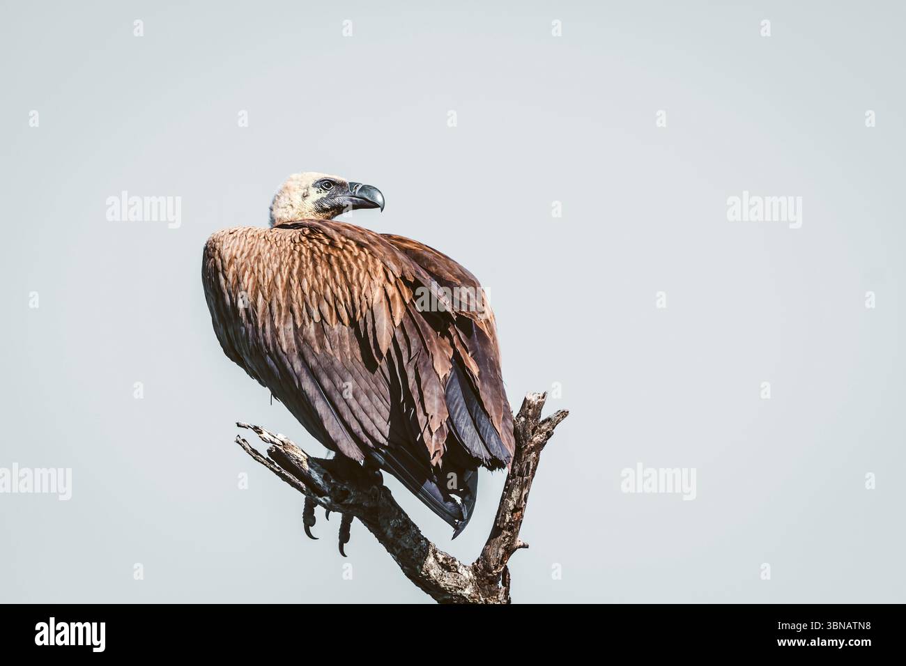 White Backed Vulture steht auf einem Zweig isoliert in weißem Hintergrund im Greater Kruger National Park, Südafrika; Specie Gyps africanus Familie von Stockfoto
