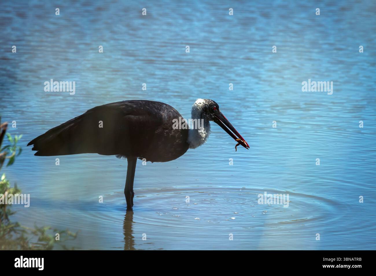 Wollhals-Störche fangen mitten im Wasser im Greater Kruger National Park in Südafrika eine Froschbeute; Spezies Ciconia episcopus Familie der Ciconiidae Stockfoto