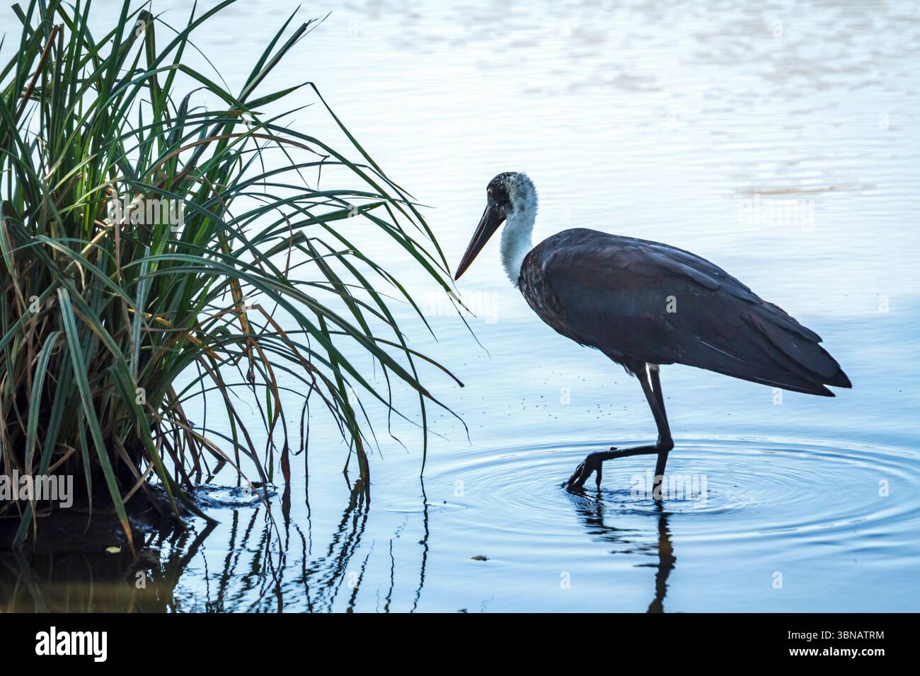 Wollhalsstorch, der mitten im Wasser im Greater Kruger National Park in Südafrika spaziert; Spezies Ciconia episcopus Familie der Ciconiidae Stockfoto