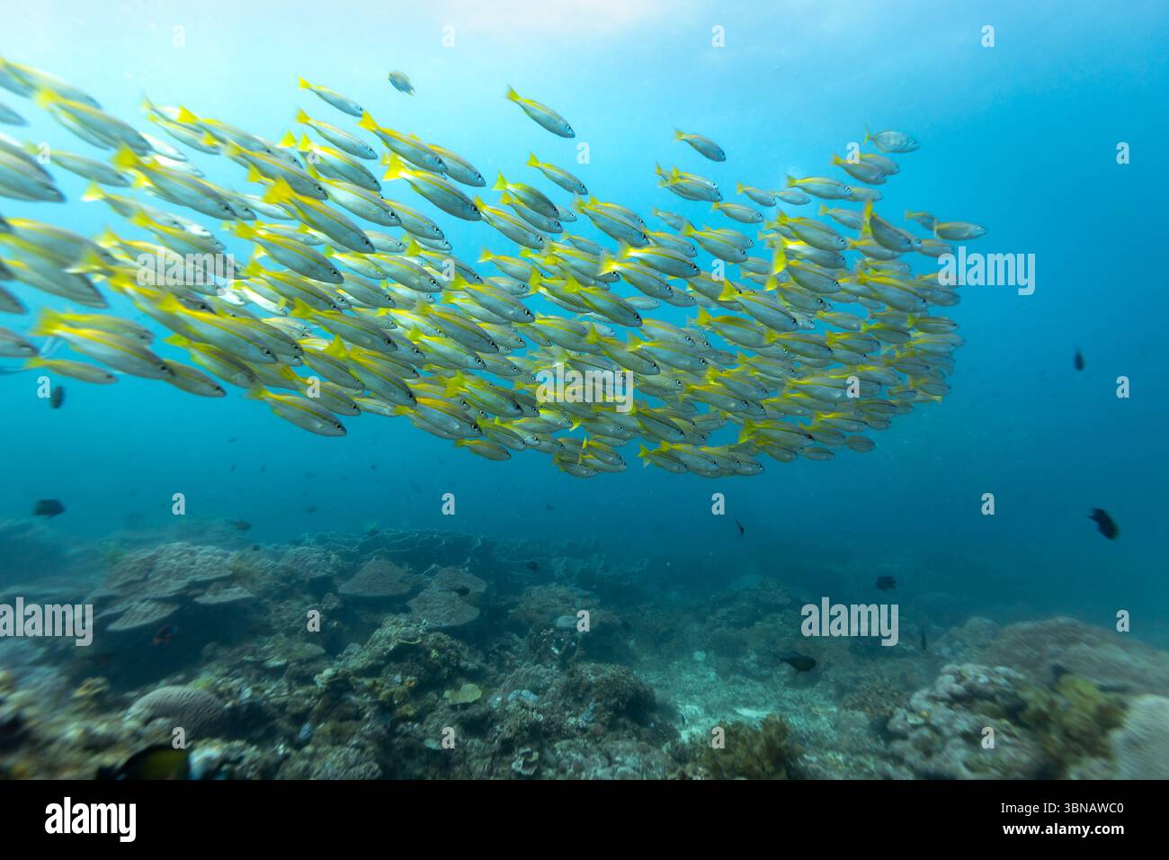 Die Schule des Großaugenschnappers Lutjanus lutjanus schwimmt im blauen Wasser über dem Korallenriff Stockfoto