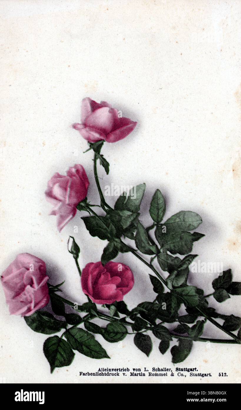 Ein raffinierter botanischer Druck von 1899 zeigt rosa Rosen in verschiedenen Blütestadien – von Knospen bis zur vollen Blüte – auf weißem Hintergrund. Das detailreiche Rendering hebt die weichen Verläufe von Blütenblatt und Blatt hervor. Produziert von L. Schabert in Stuttgart und gedruckt im Farbenlichtdruck von E. Martin Schott & Co., veranschaulicht er florale Kunst und Präzisionsdruck des späten 19. Jahrhunderts. Stockfoto