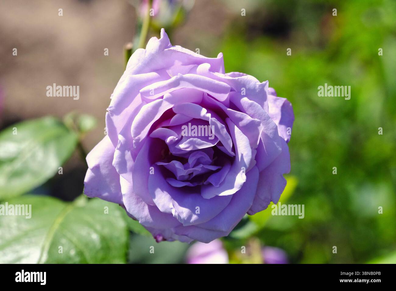 Nahaufnahme einer blühenden Blue Moon Hybrid Teerose in sanften Lavendeltönen, die im natürlichen Sonnenlicht in einem Sommergarten gefangen wird. Stockfoto