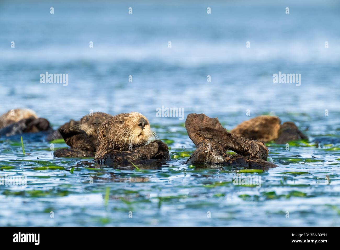 Südseeotter (Enhydra lutris), mit Jungtieren, Mooslandung, Kalifornien, USA, von Dominique Braud/Dembinsky Photo Assoc Stockfoto Südseeotter (Enhydra lutris), mit Jungtieren, Mooslandung, Kalifornien, USA, von Dominique Braud/Dembinsky Photo Assoc Stockfoto