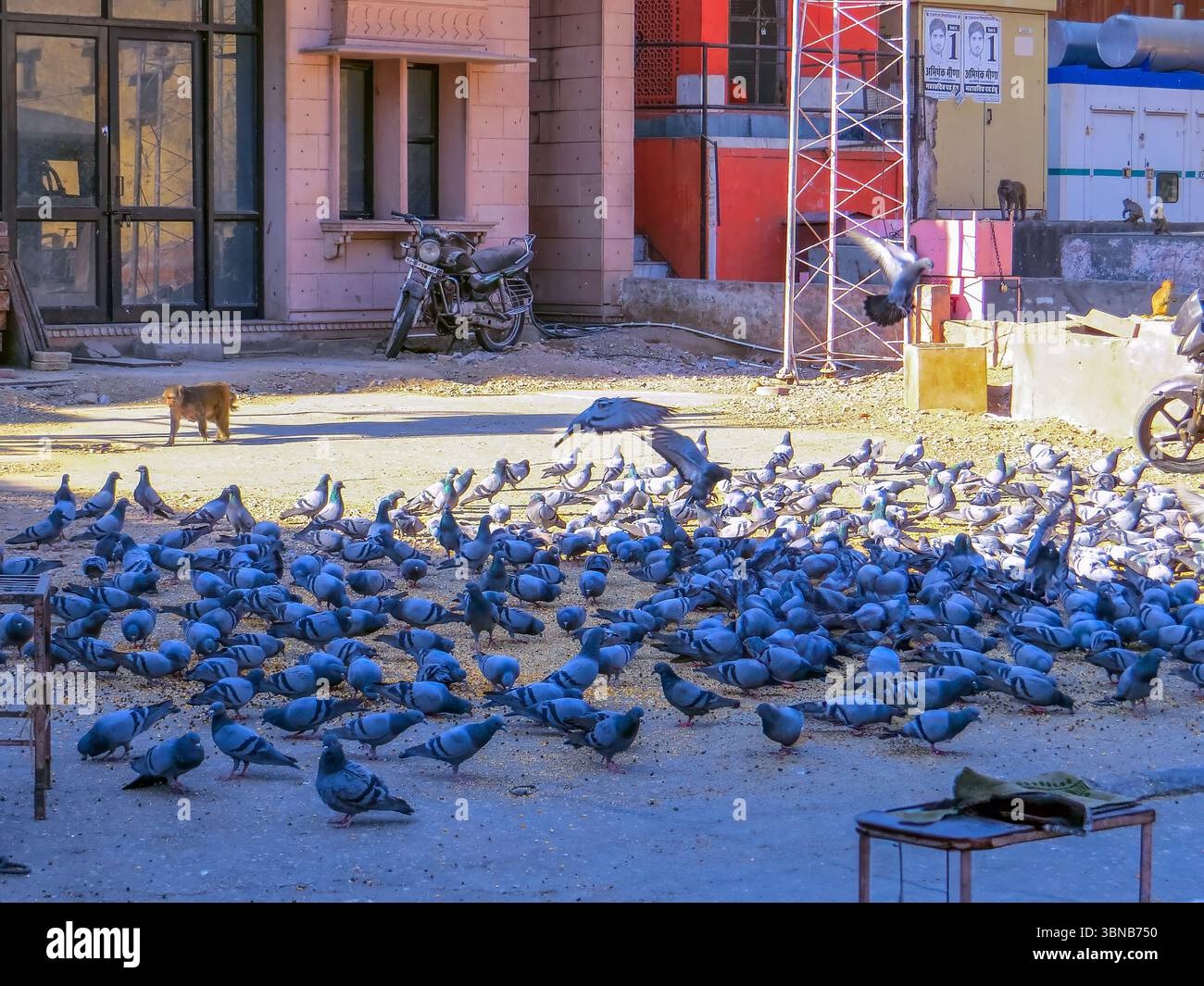 JAIPUR, RAJASTHAN. Tauben und Affen auf einer Straße im Zentrum von Jaipur, in der Nähe des Stadtpalastes. Stockfoto