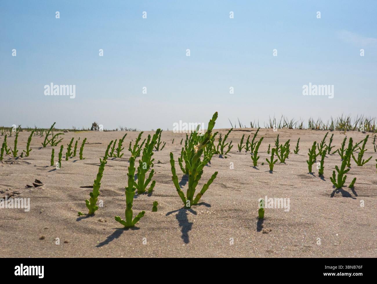 Salicorna wächst auf der Strandebene, niedriger Blickwinkel Stockfoto