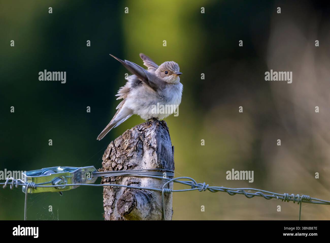 Flycatcher, Muscicapa striata, Mallorca, Spanien Stockfoto