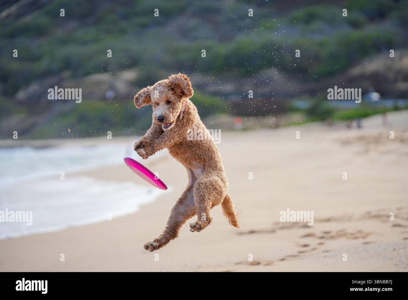 Labradoodle hüpft mitten in der Luft am Sandstrand, um Frisbee, Ohren fliegen und die Zunge heraus zu sehen – und fängt dynamische Bewegungen, Hundeschwinkligkeit und pure Freude in der Sonne ein Stockfoto