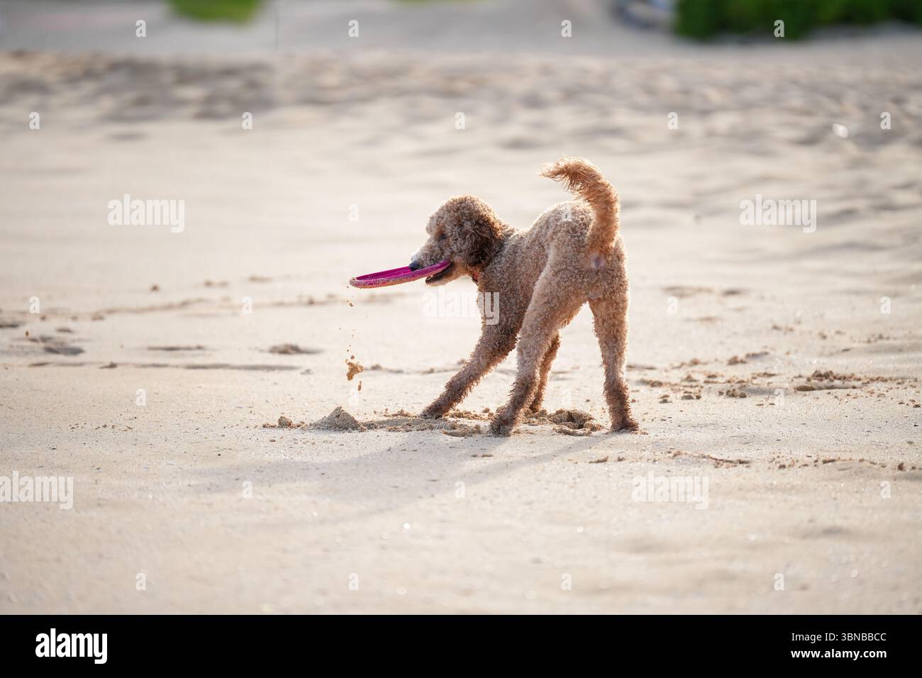 Labradoodle spielen am Sandstrand mit Frisbee. Ein Tier, das Spaß am Sommertag hat. Stockfoto