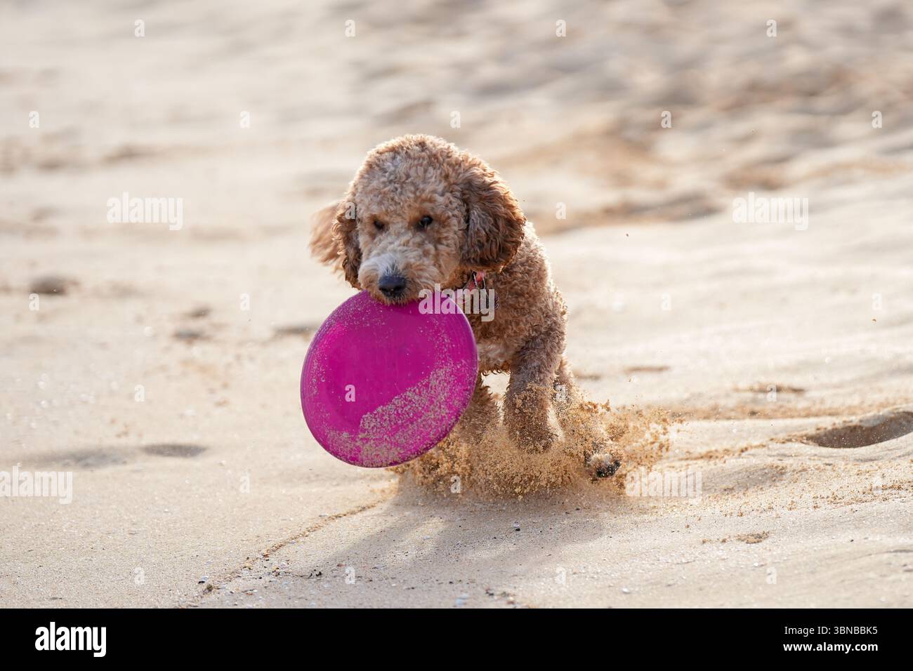 Labradoodle spielen am Sandstrand mit Frisbee. Ein Tier, das Spaß am Sommertag hat. Stockfoto