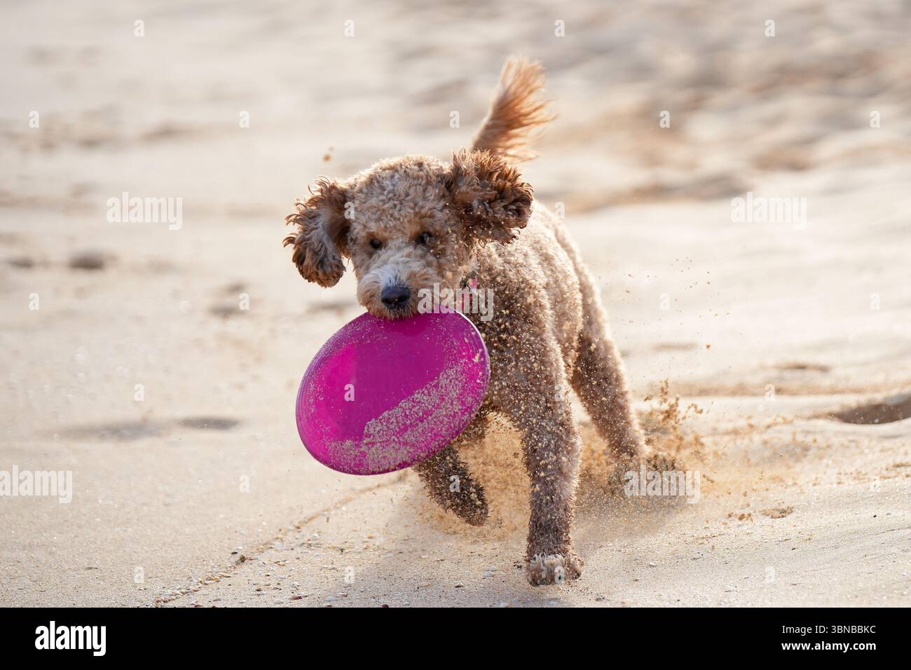 Labradoodle spielen am Sandstrand mit Frisbee. Ein Tier, das Spaß am Sommertag hat. Stockfoto