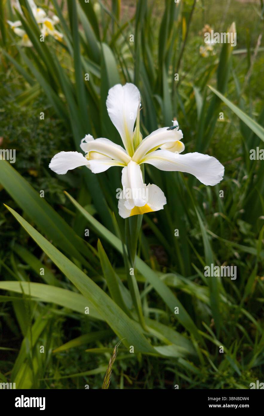 Irisblume, weiß, cremefarben Stockfoto